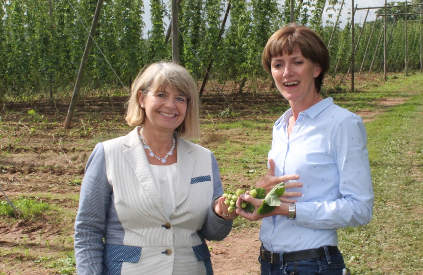 WEST WORCESTERSHIRE MP Harriett Baldwin visited one of the country’s major hop producers to help with the harvest and celebrate local produce.